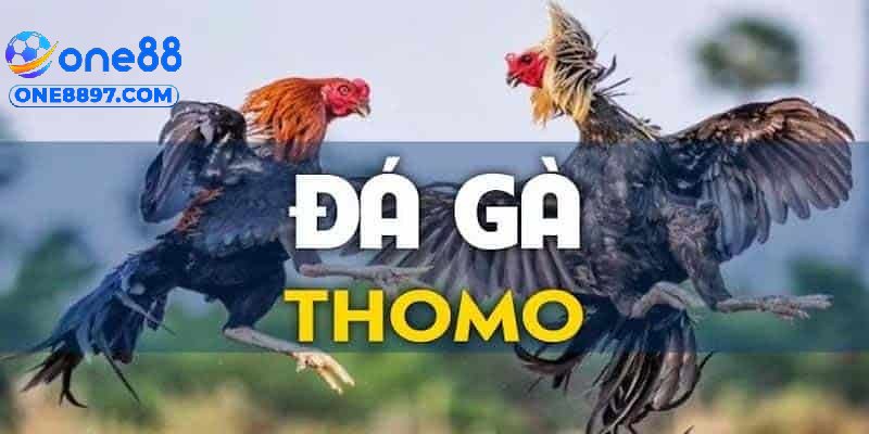 Đá Gà Thomo – Đặt Cược Tại ONE88 Cơ Hội Thắng Lớn